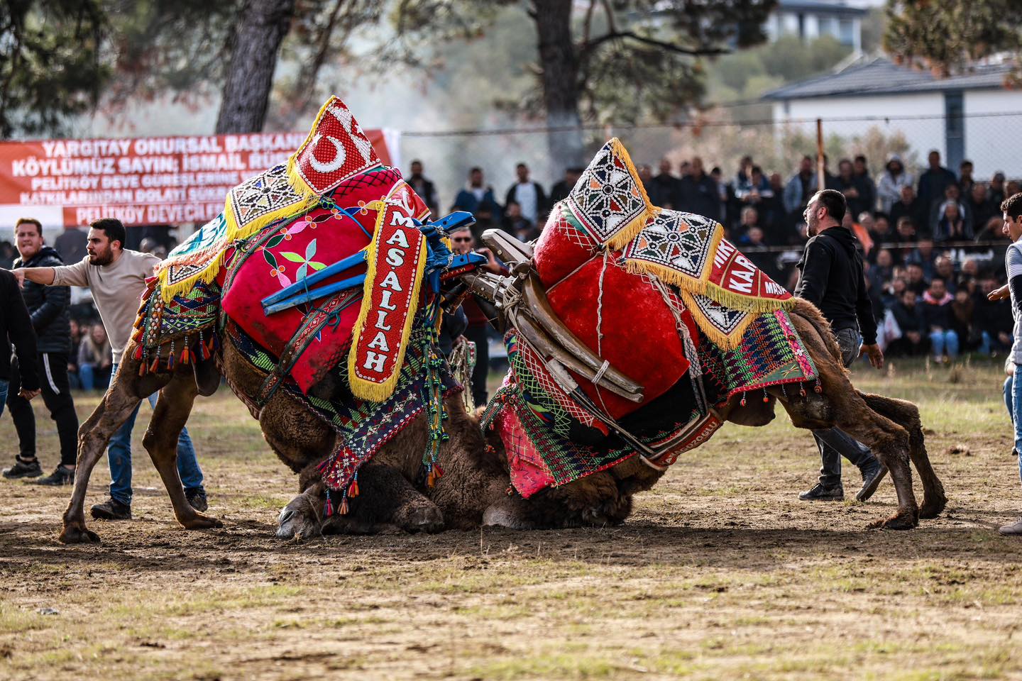 PELİTKÖY’DE DEVE GÜREŞİ COŞKUSU