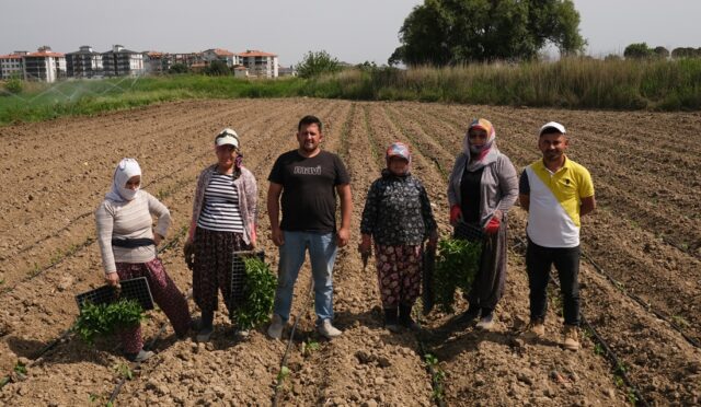 Ayvalık’ta Tarımdan Sofraya Kadın Eli Değiyor. (10)