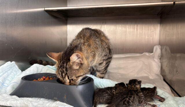 buyuksehirin_hizli_mudahalesi_hayat_kurtardi_3