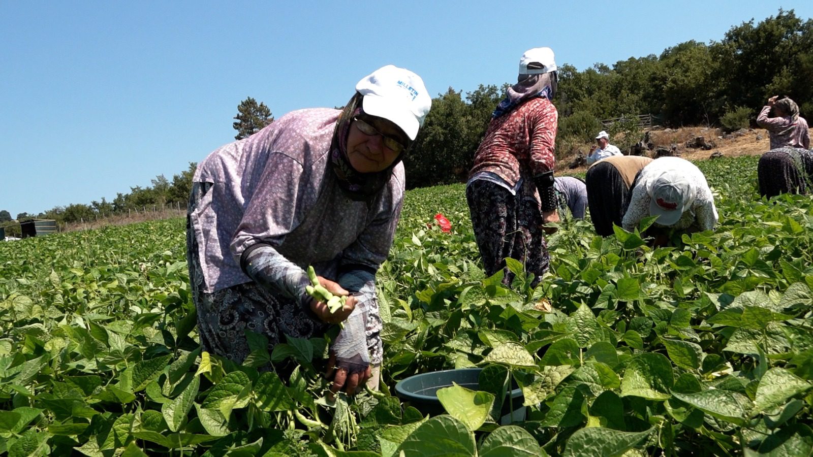 Büyükşehir’in dağıttığı tohumlar toprakla buluştu, verim çiftçinin yüzünü güldürdü