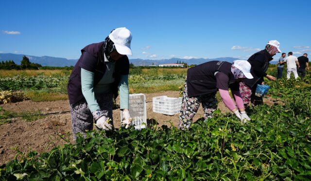 balikesir_buyuksehir_belediyesi_tarimi_yerel_tohumlarla_gelecek_nesillere_aktariyor_2