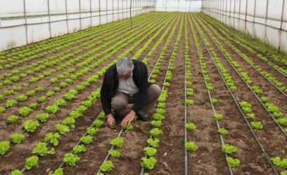 buyuksehir_destegiyle_topraklar_bereketlendi_7