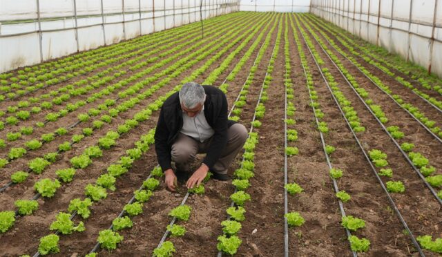 buyuksehir_destegiyle_topraklar_bereketlendi_7