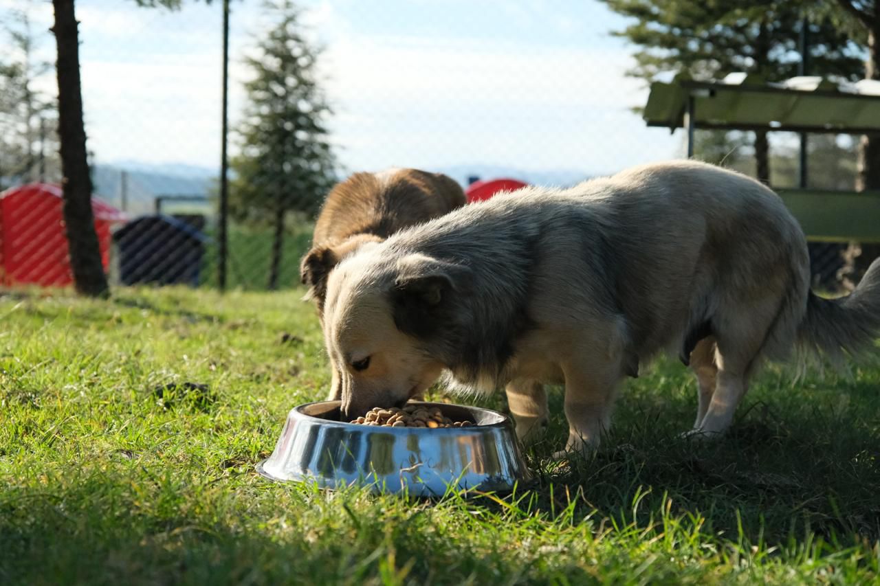 ALTIEYLÜL HAYVAN BARINAĞI TÜM BİRİMLERİYLE FAALİYETE GEÇTİ