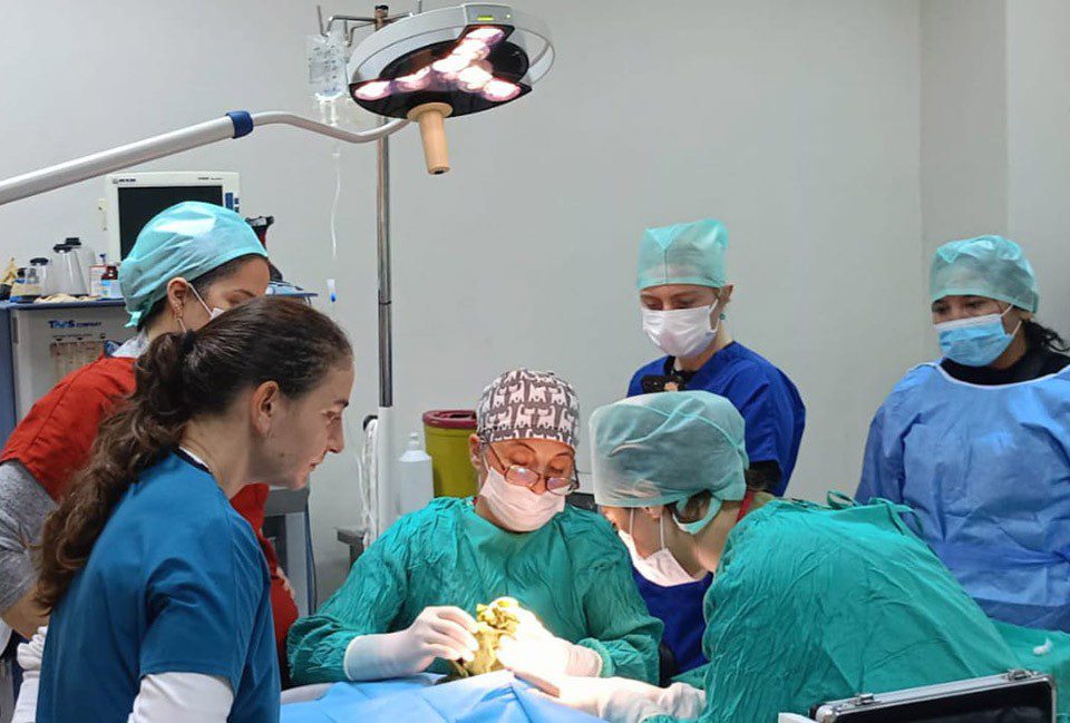 BAÜN Veteriner Fakültesi Hayvan Hastanesinden 2025’te Rekor Başarı: 3 Bine Yakın Hayvana Şifa