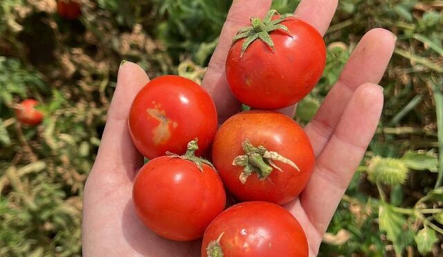 balikesir_buyuksehir_belediyesi_ata_tohumlari_ile_envanterini_guclendiriyor_8