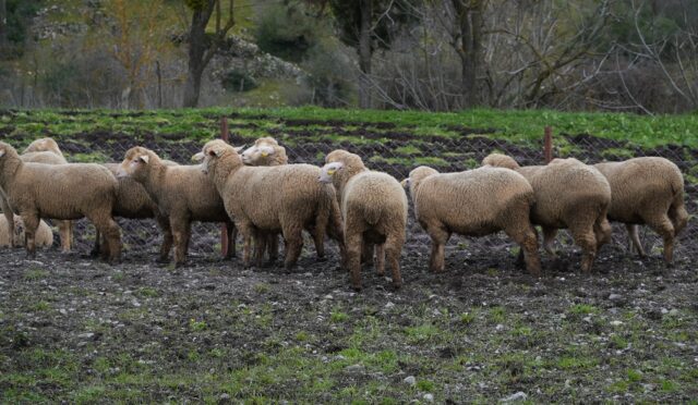 balikesir_ciftcisine_100_hibeli_damizlik_destegi_1