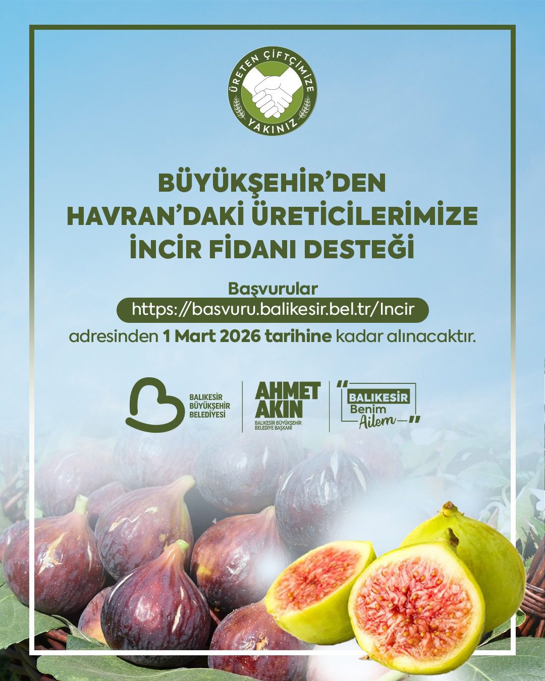 Büyükşehir, incir fidanı dağıtımına başlıyor