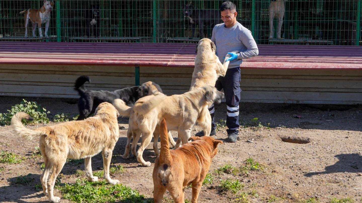 BURHANİYE BELEDİYESİ, CAN DOSTLARI SICAK YUVALARLA BULUŞTURUYOR